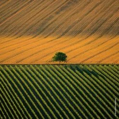 Guerlain Aqua Allegoria Harvest Mandarine Basilic Eau De Toilette Vaporisateur 125 Ml