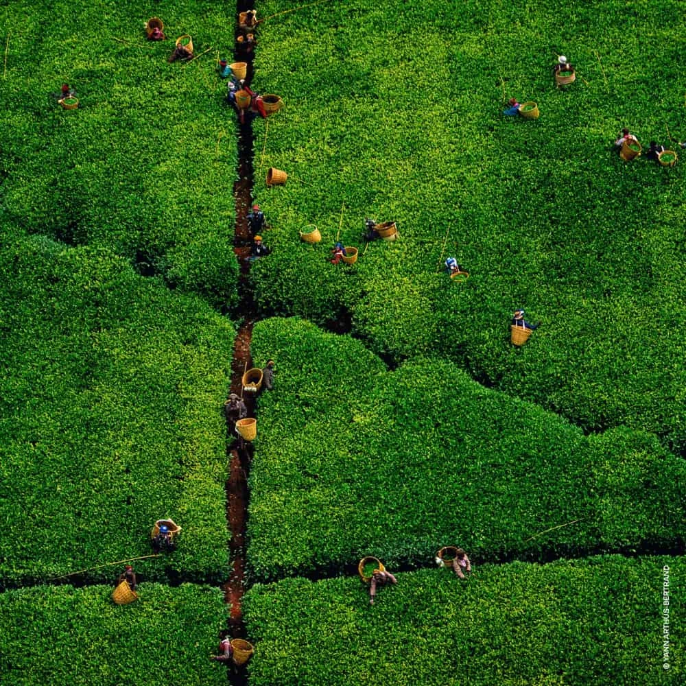 Guerlain Aqua Allegoria Harvest Rosa Rossa Eau De Toilette Vaporisateur 125 Ml â Image 4